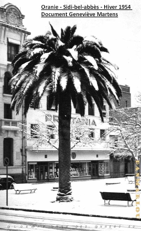 Sidi bel abbes 386.jpg